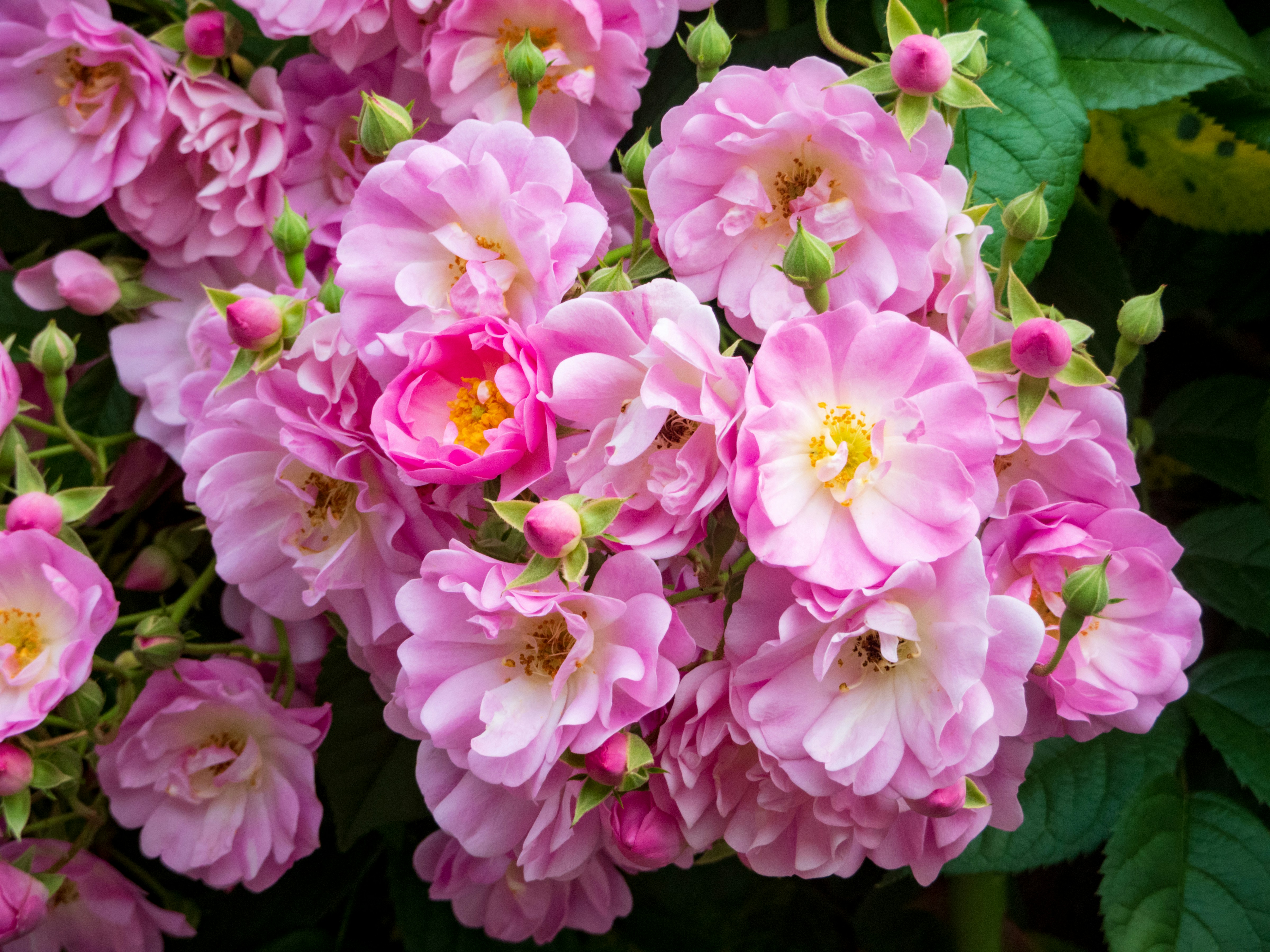 Photo by heppoko_yama