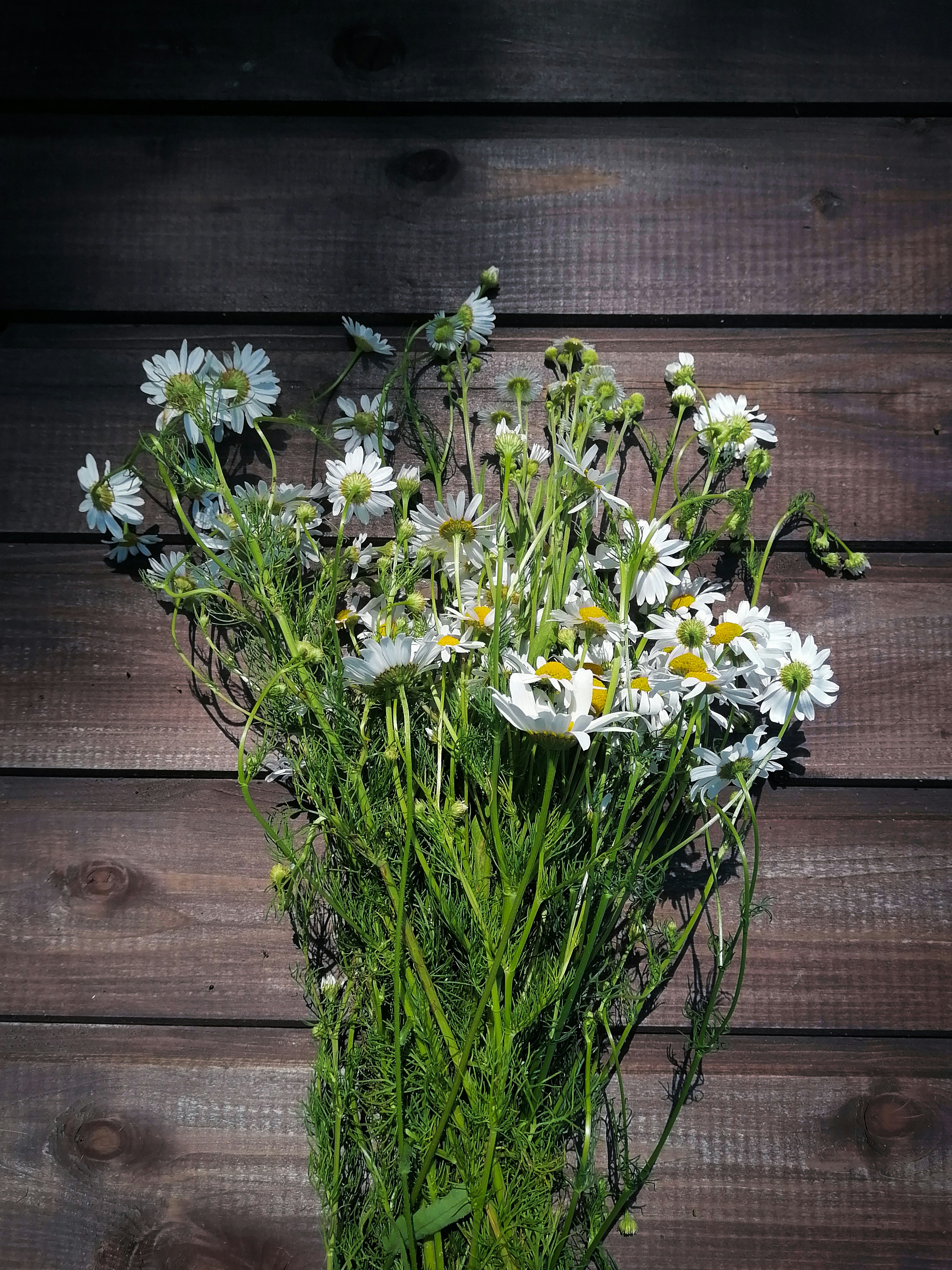a plant with white flowers