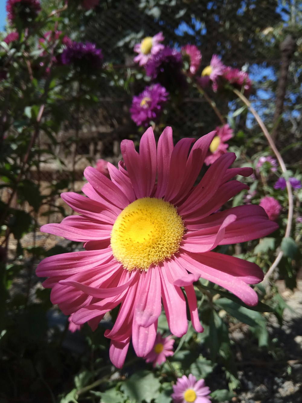 a close up of a flower