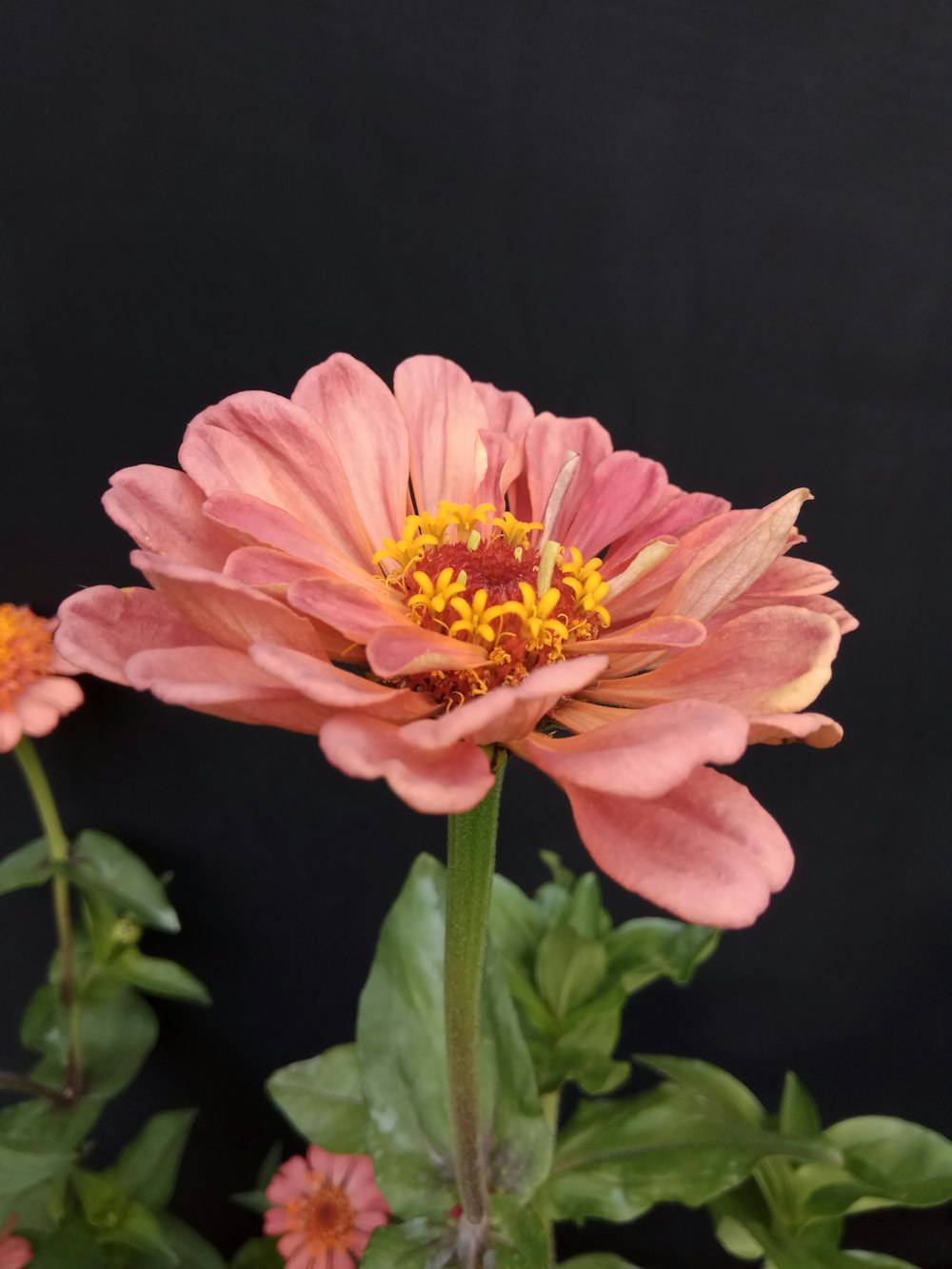 a pink flower with green leaves