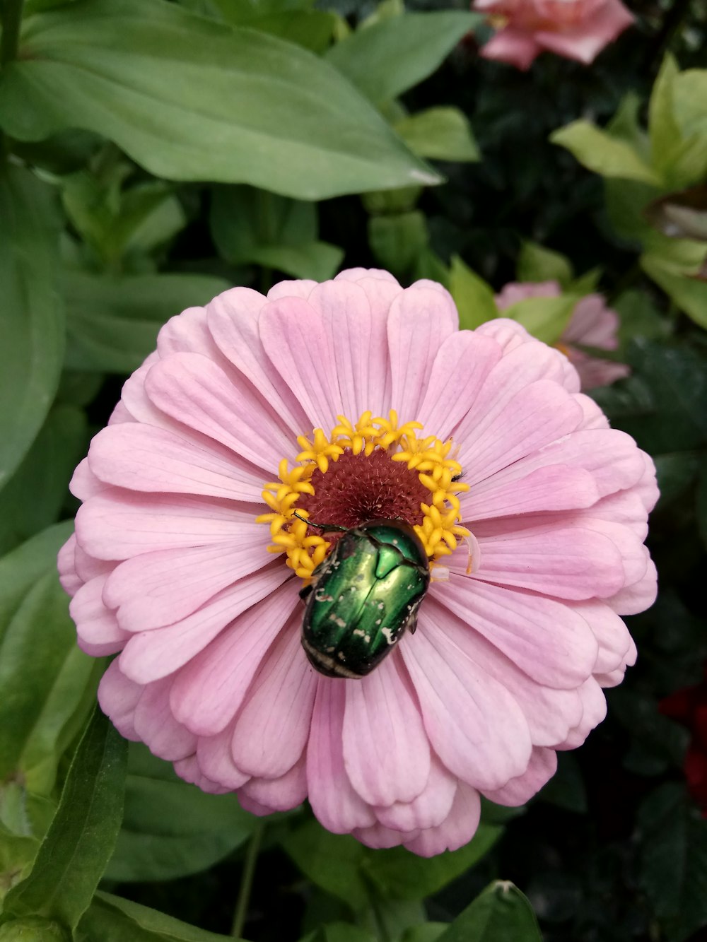 a bee on a flower