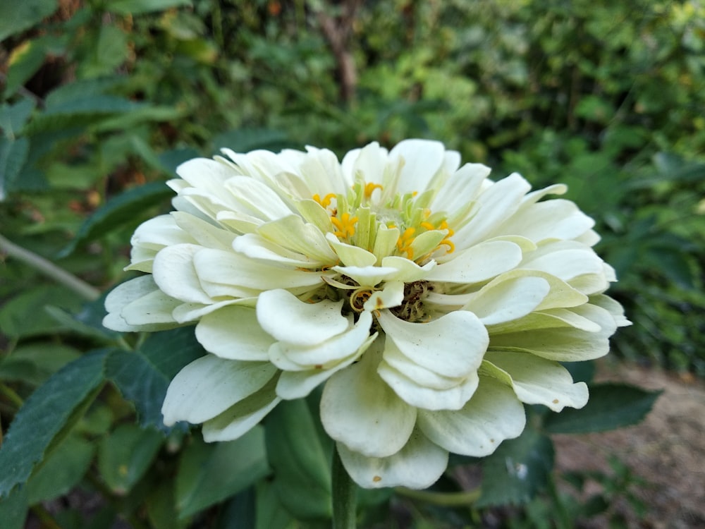 a white flower with yellow petals
