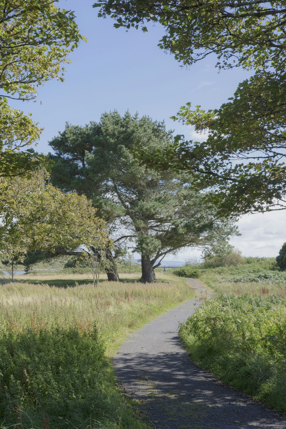 a dirt road with trees on either side of it