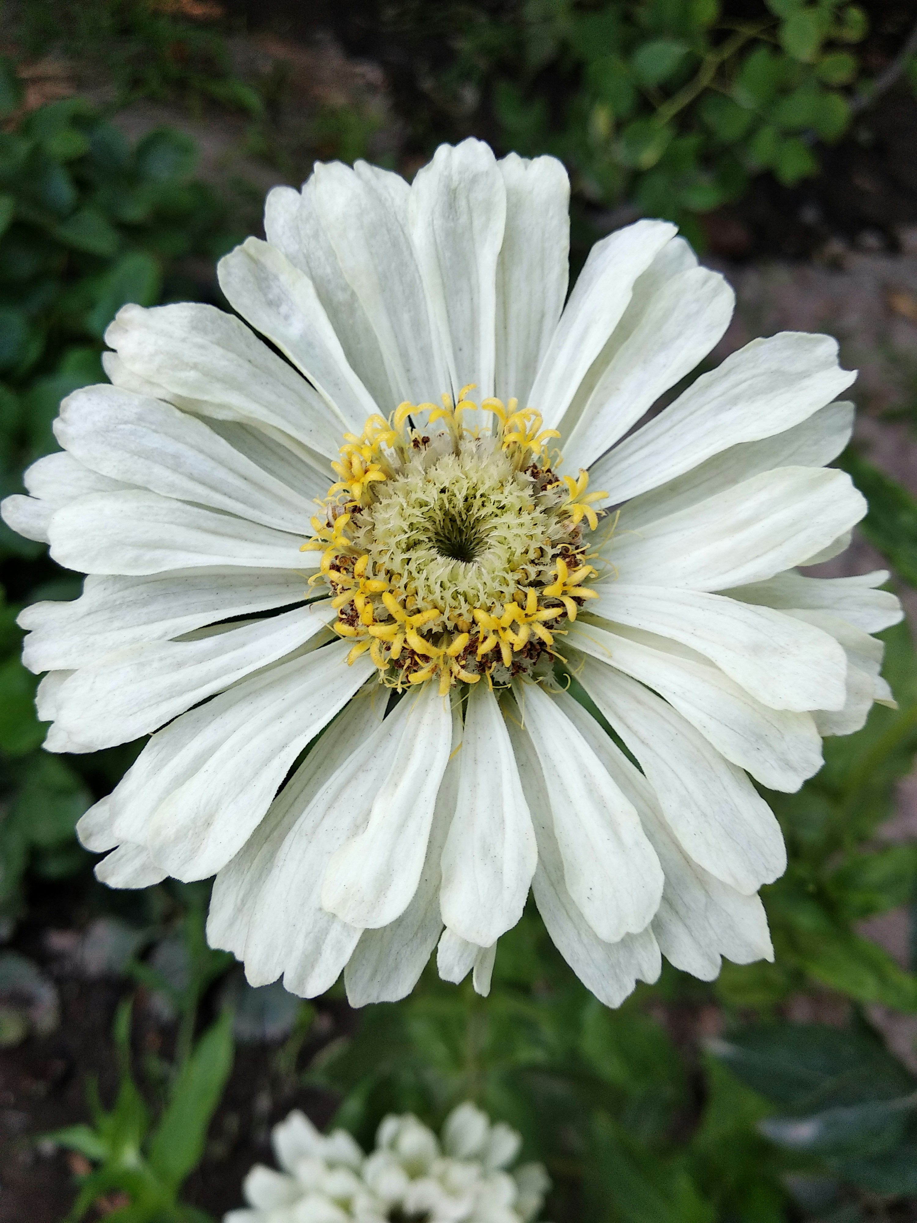 a white flower with yellow center