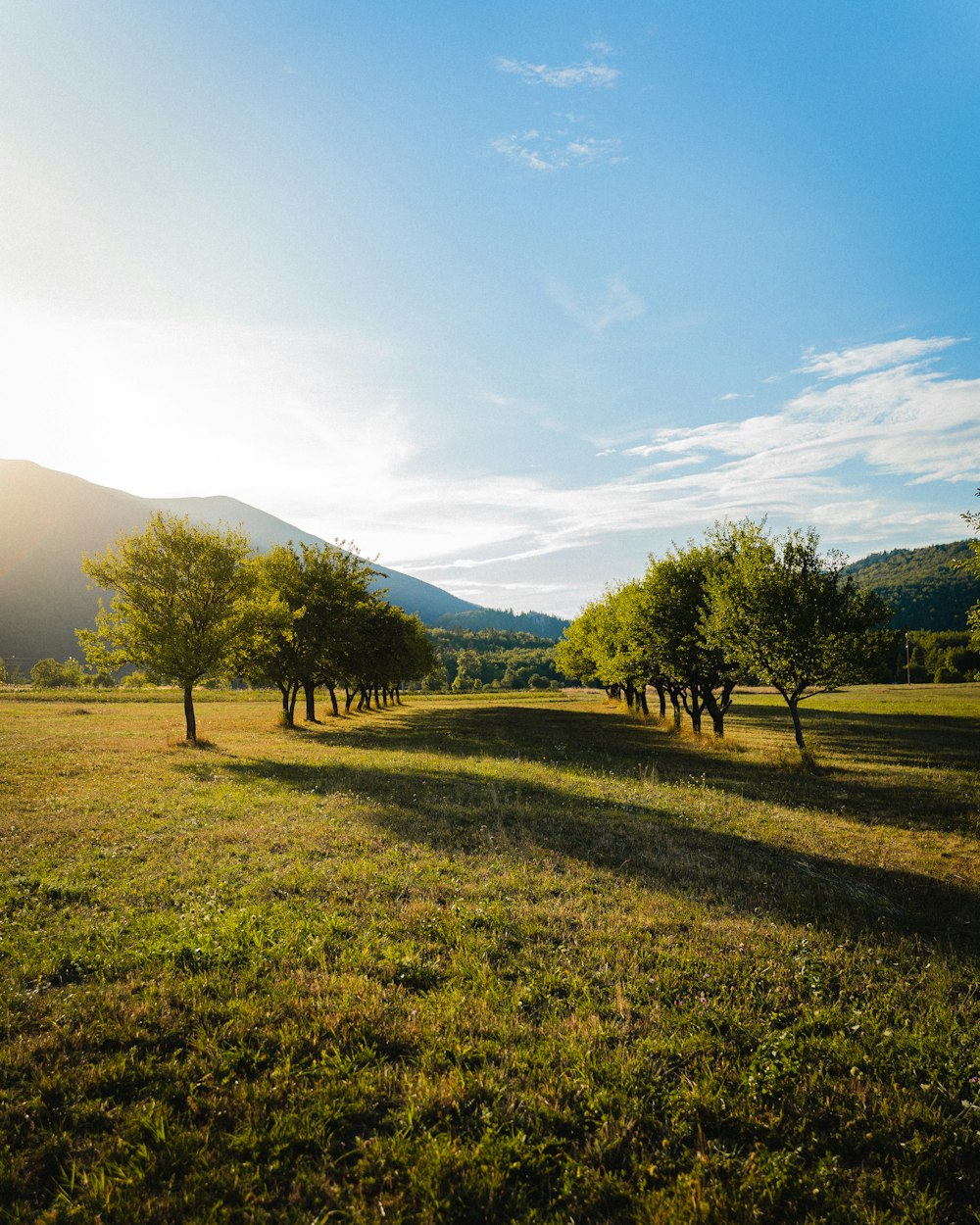 a grassy field with trees and mountains in the background