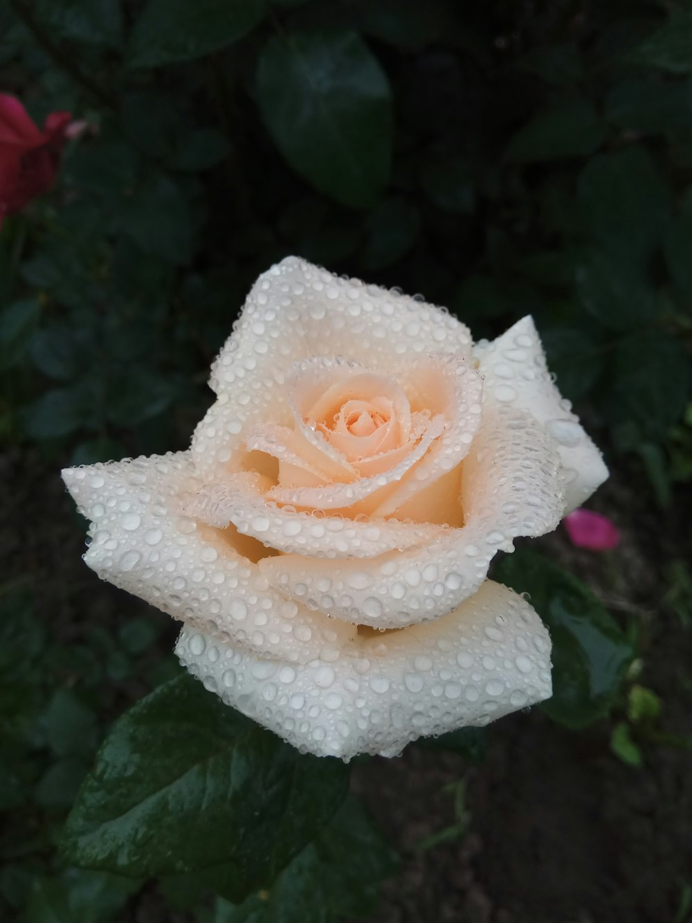 a white rose with a yellow center