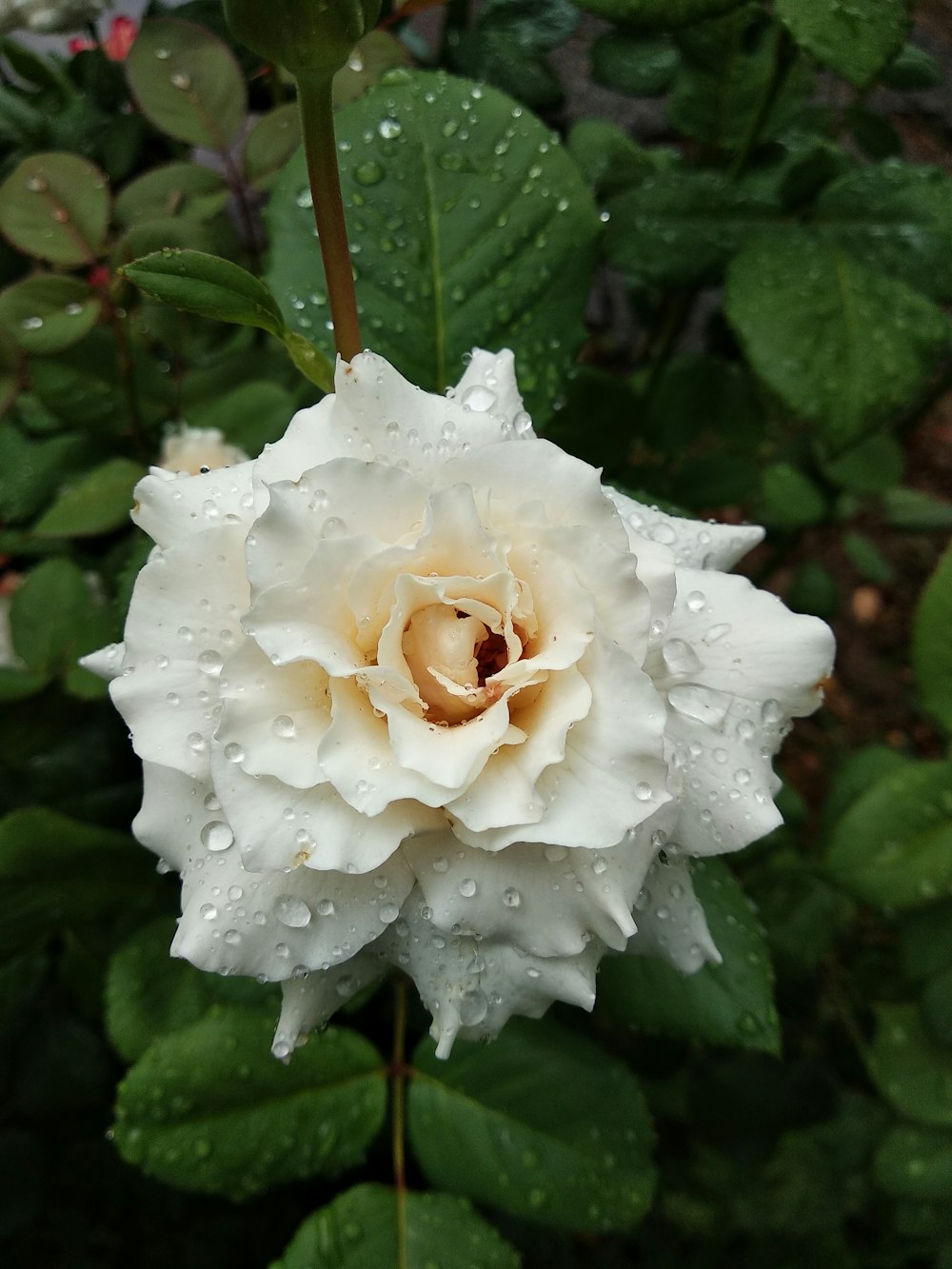 a white flower with water droplets on it