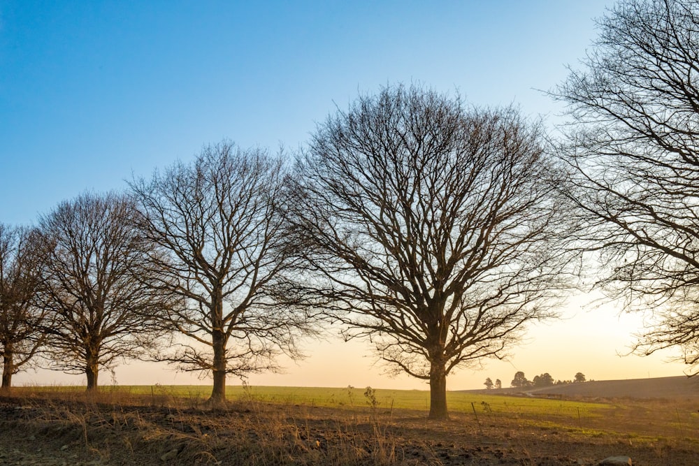 a field with trees in it