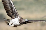a young black eagle flying with its wings spread at Reubens Choice Bioreserve Cape Town