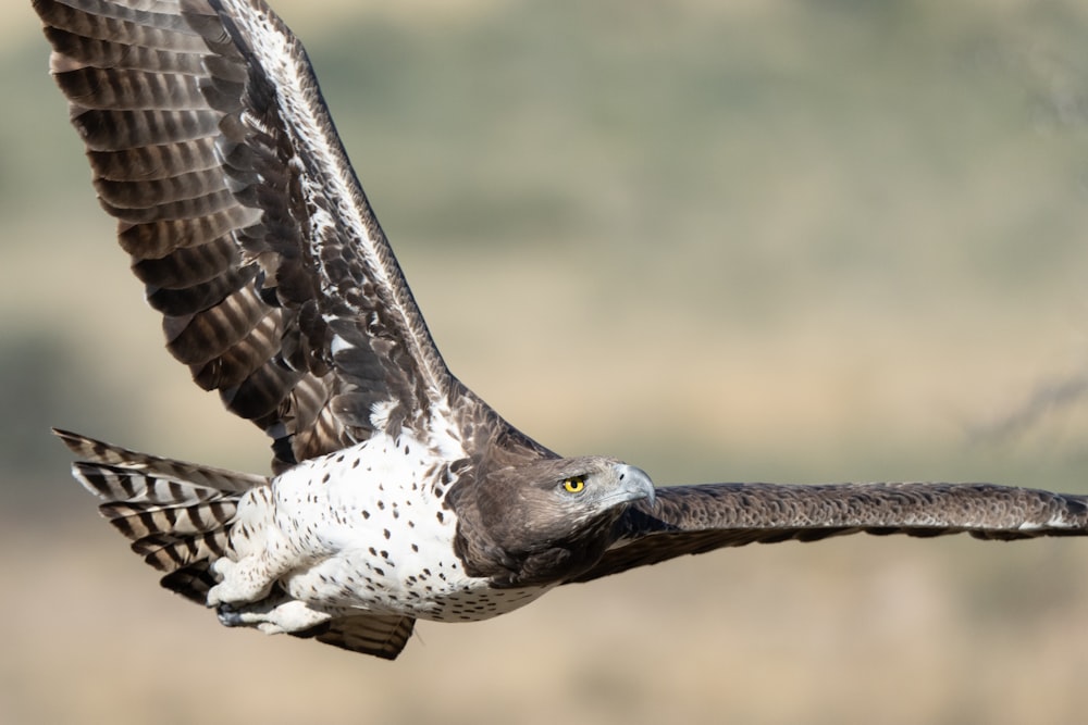 a bird flying with its wings spread