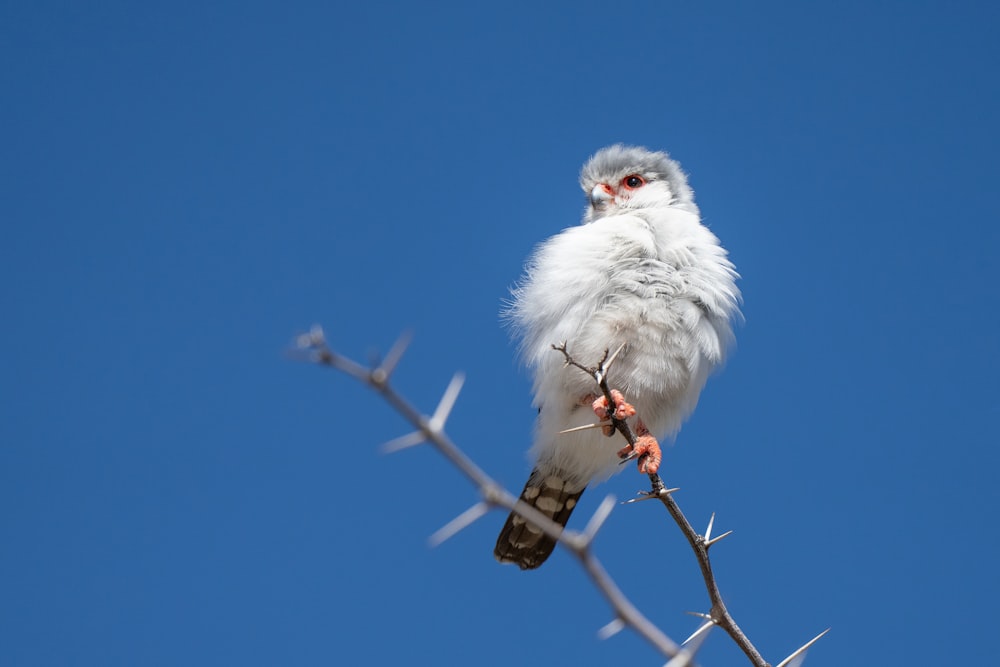 un uccello bianco su un ramo