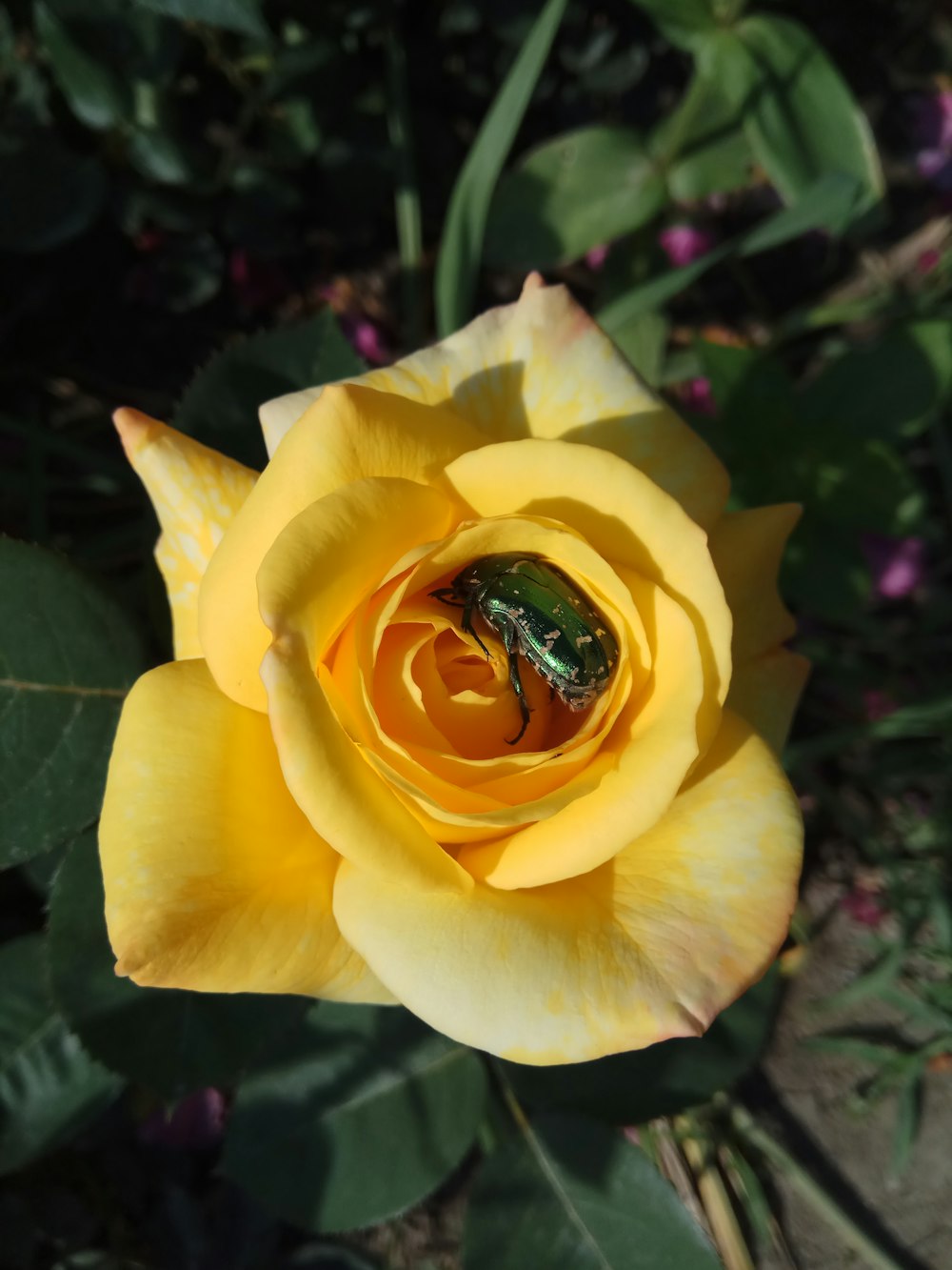 a bee on a yellow flower