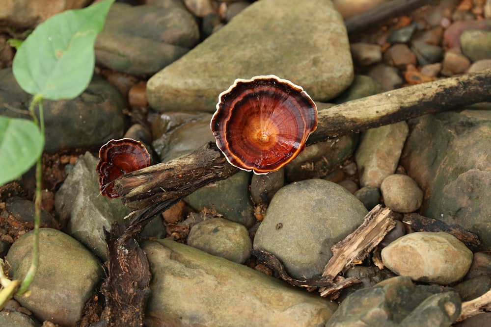 a snail on a log