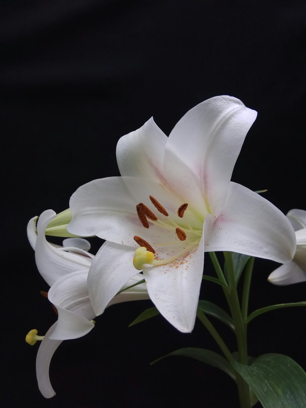 a white and yellow flower