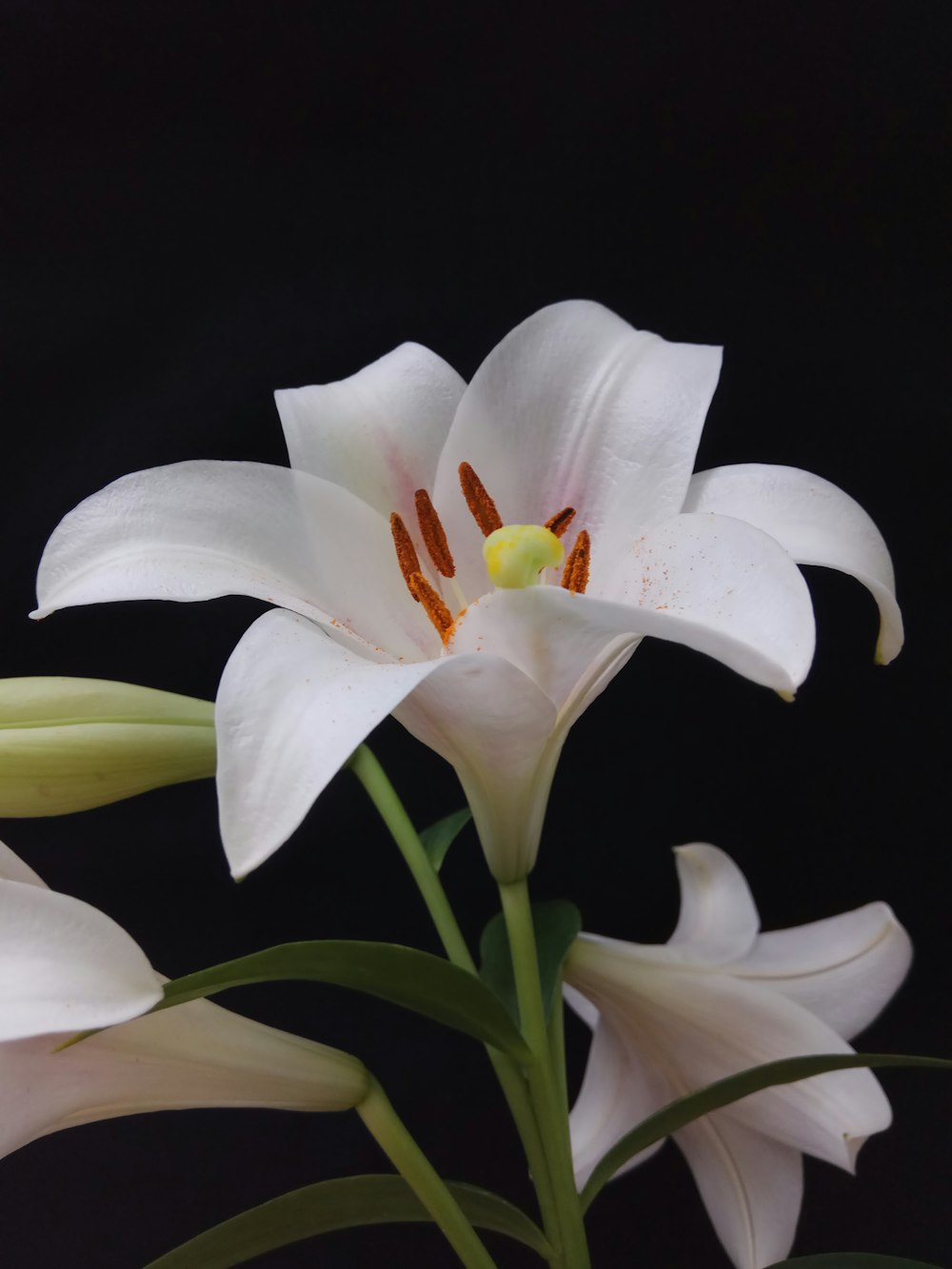 a white and yellow flower