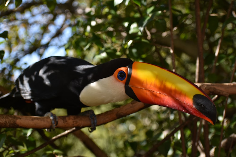 a bird sits on a branch