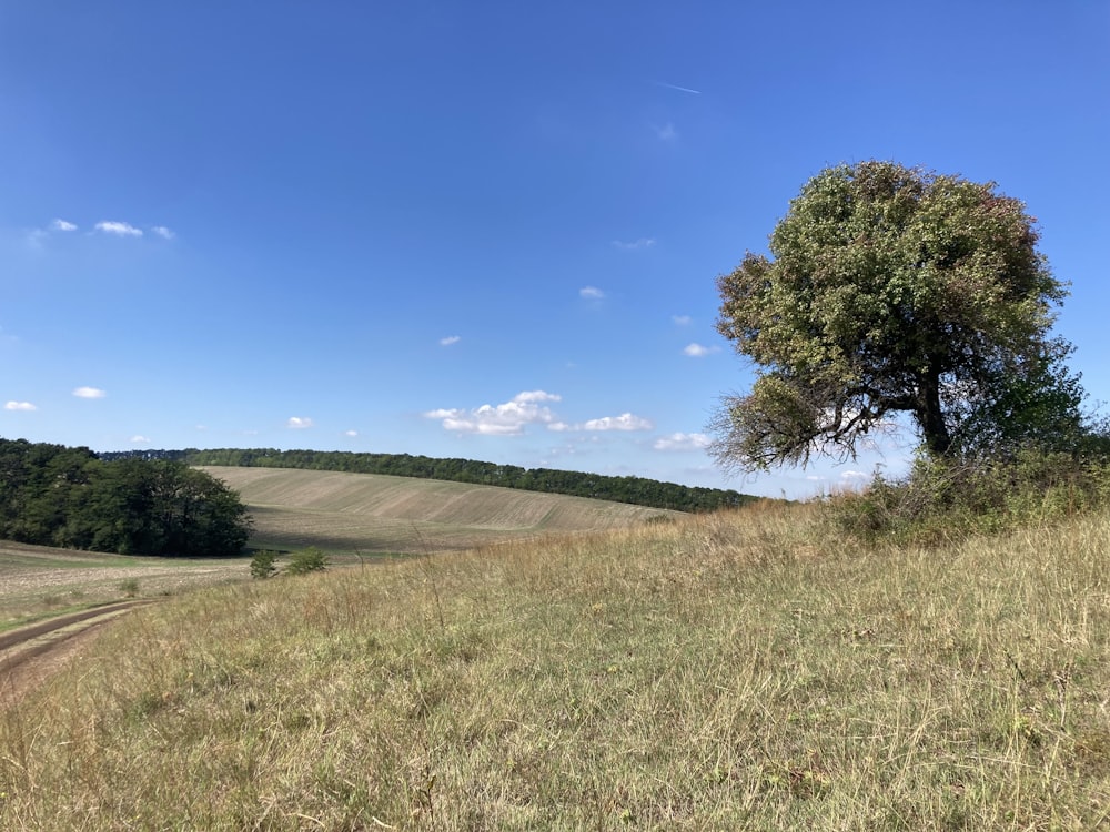 a grassy field with trees in the background