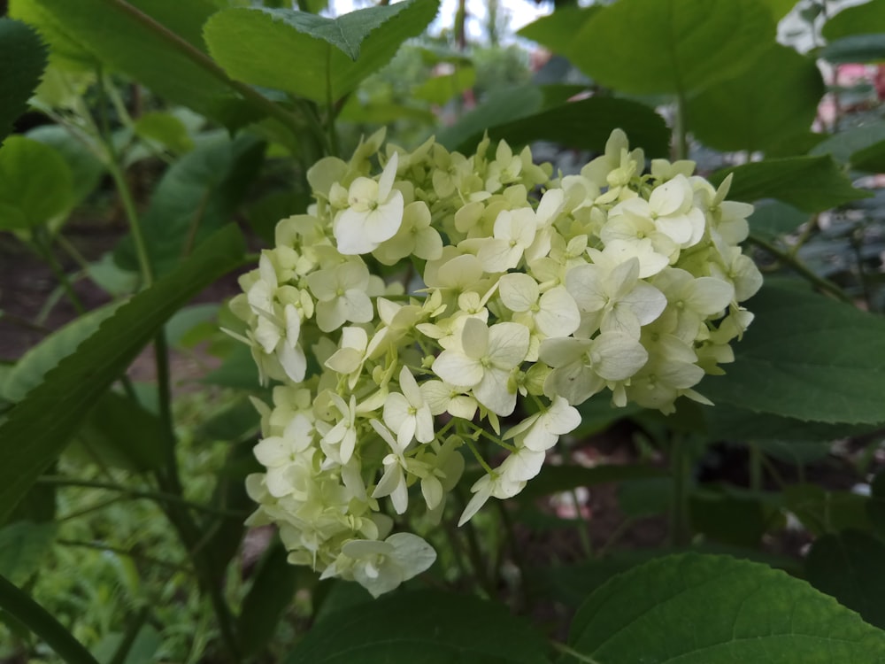 a close up of a flower