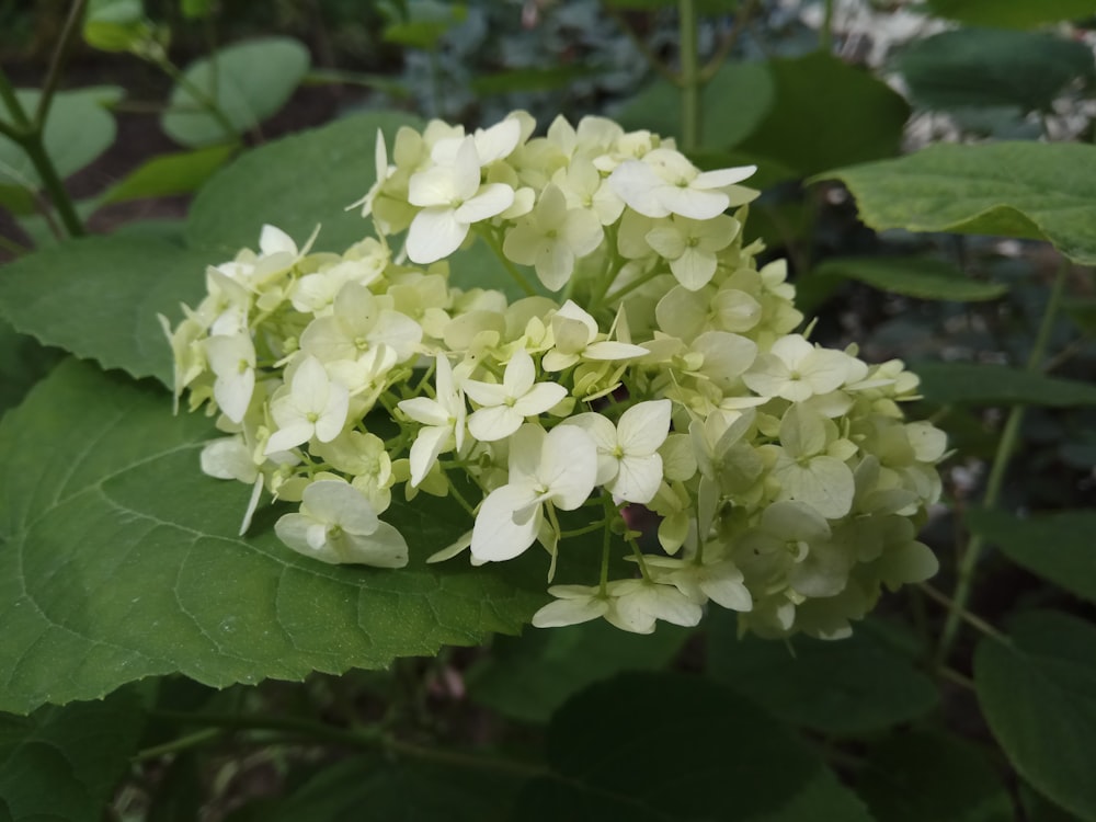 a close up of a flower