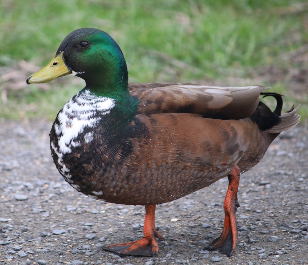 a duck walking on a gravel road