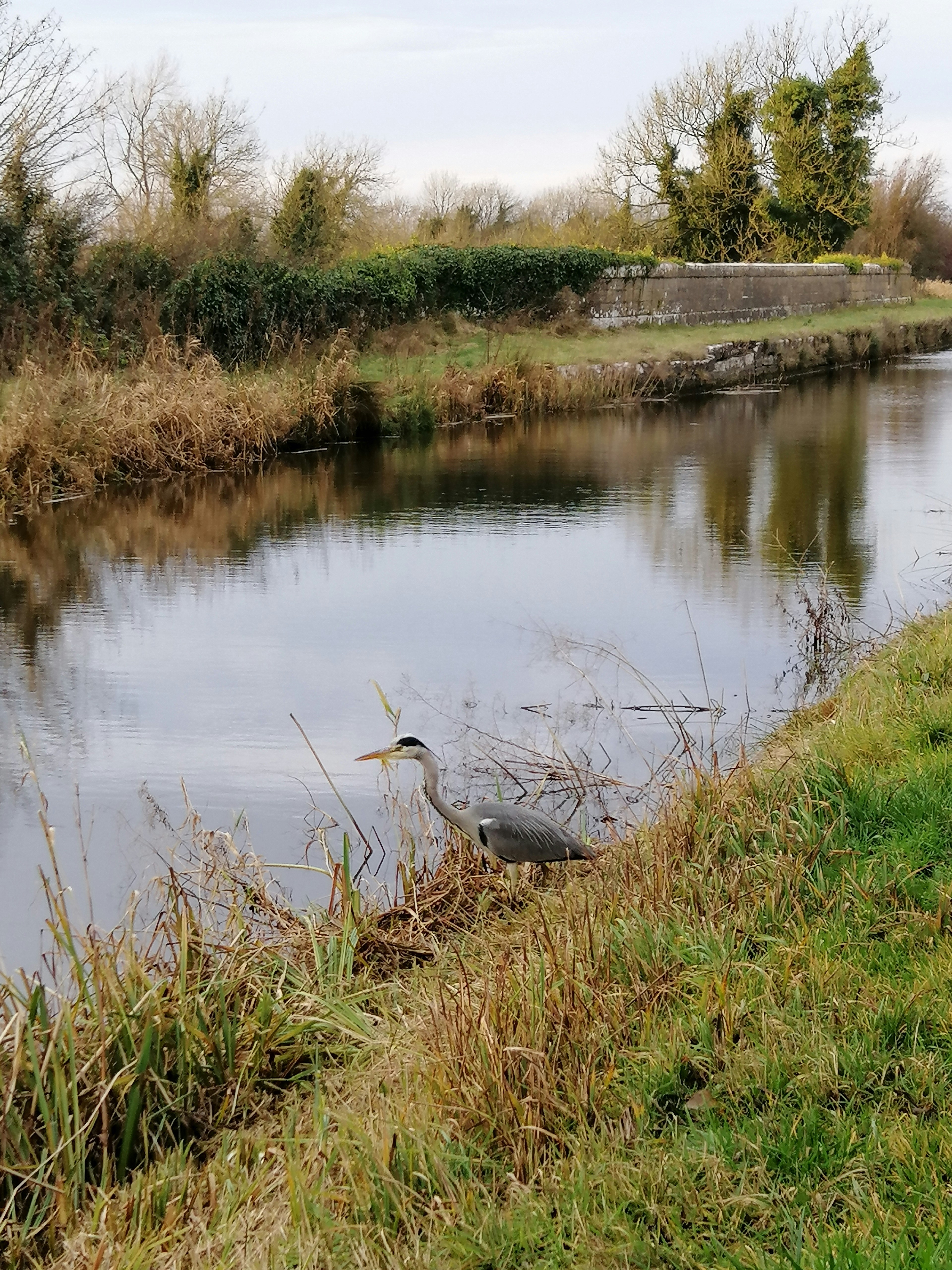 연못에 서 있는 크레인