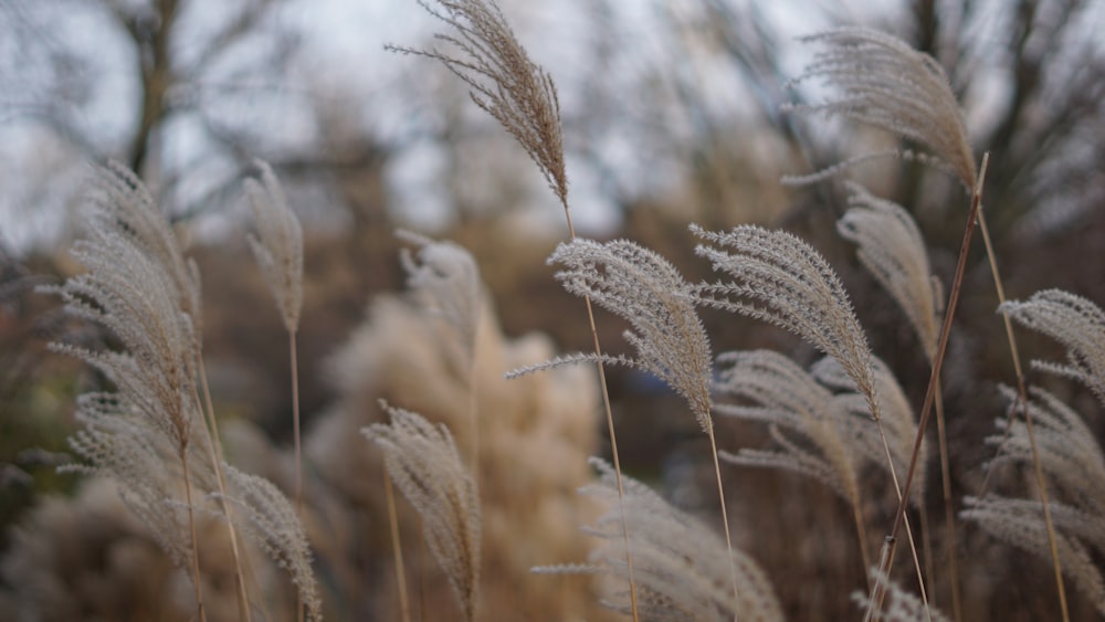 a close up of wheat