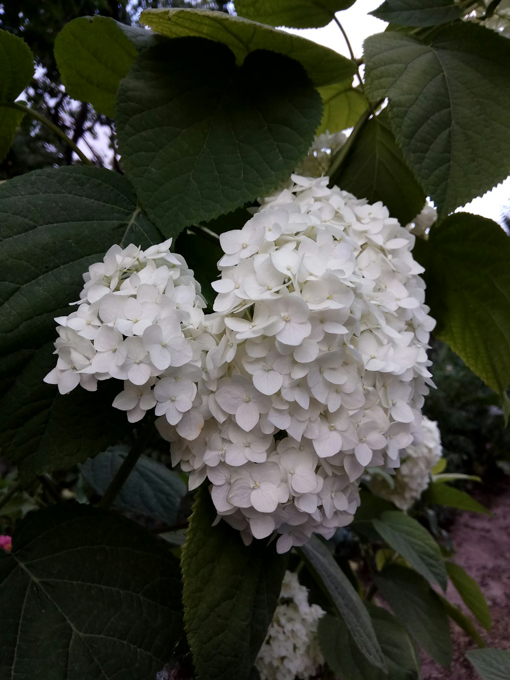 a white flower with green leaves