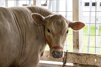 a cow in a pen