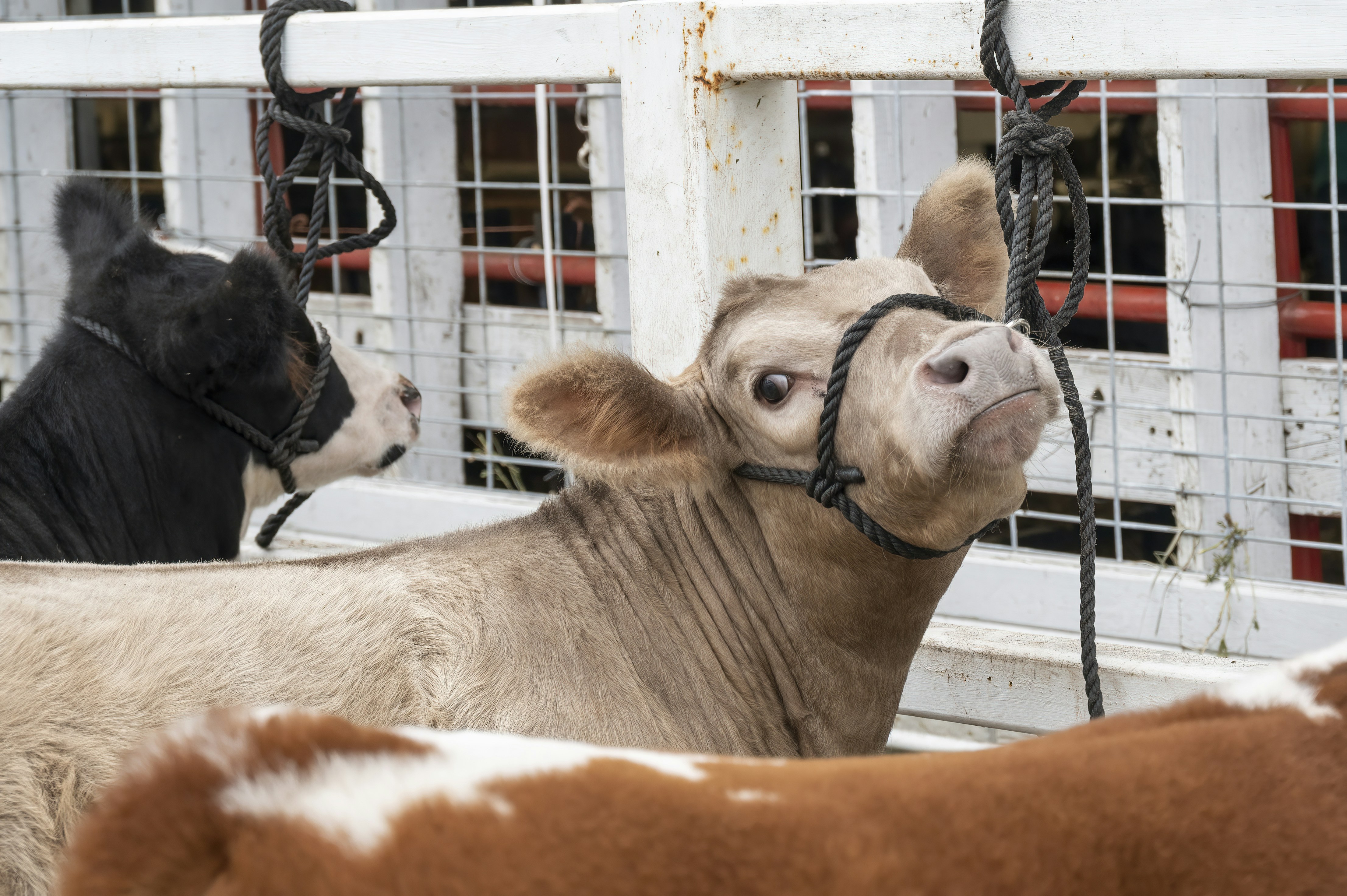 Our community of professional photographers didn't have to travel far to capture these cow images. Check out our collection of high-res cow images, shot righ from the picturesque farms and towns of America's backyard.