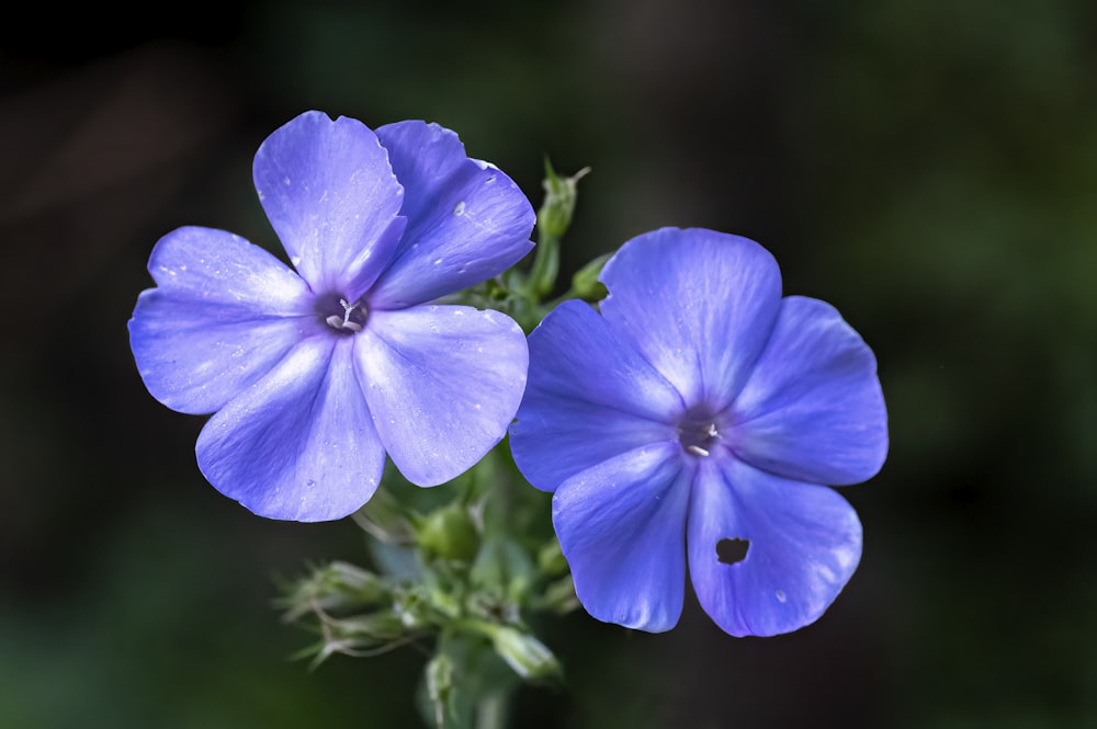 un paio di fiori blu