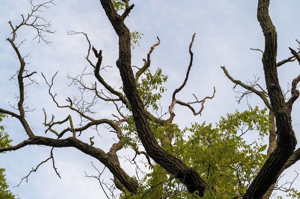 a tree with branches and leaves