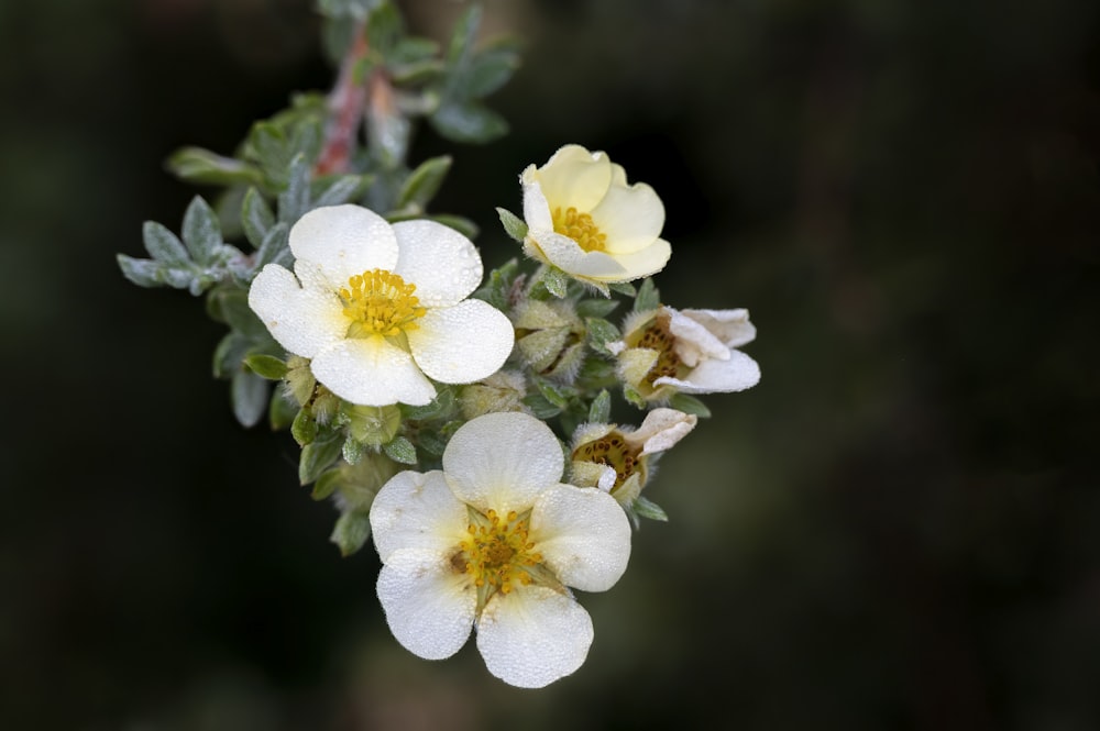 Eine Nahaufnahme von Blumen