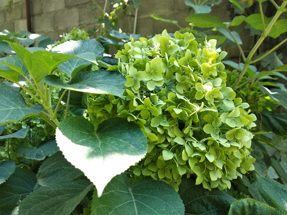 a plant with green leaves