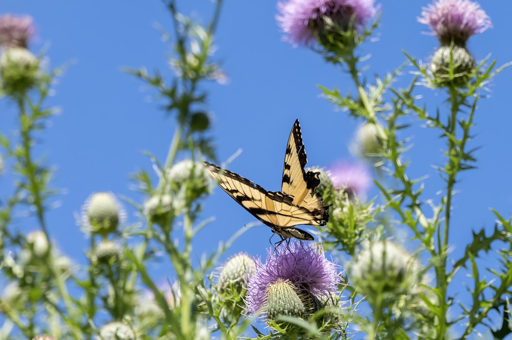 Ein Schmetterling auf einer Blume