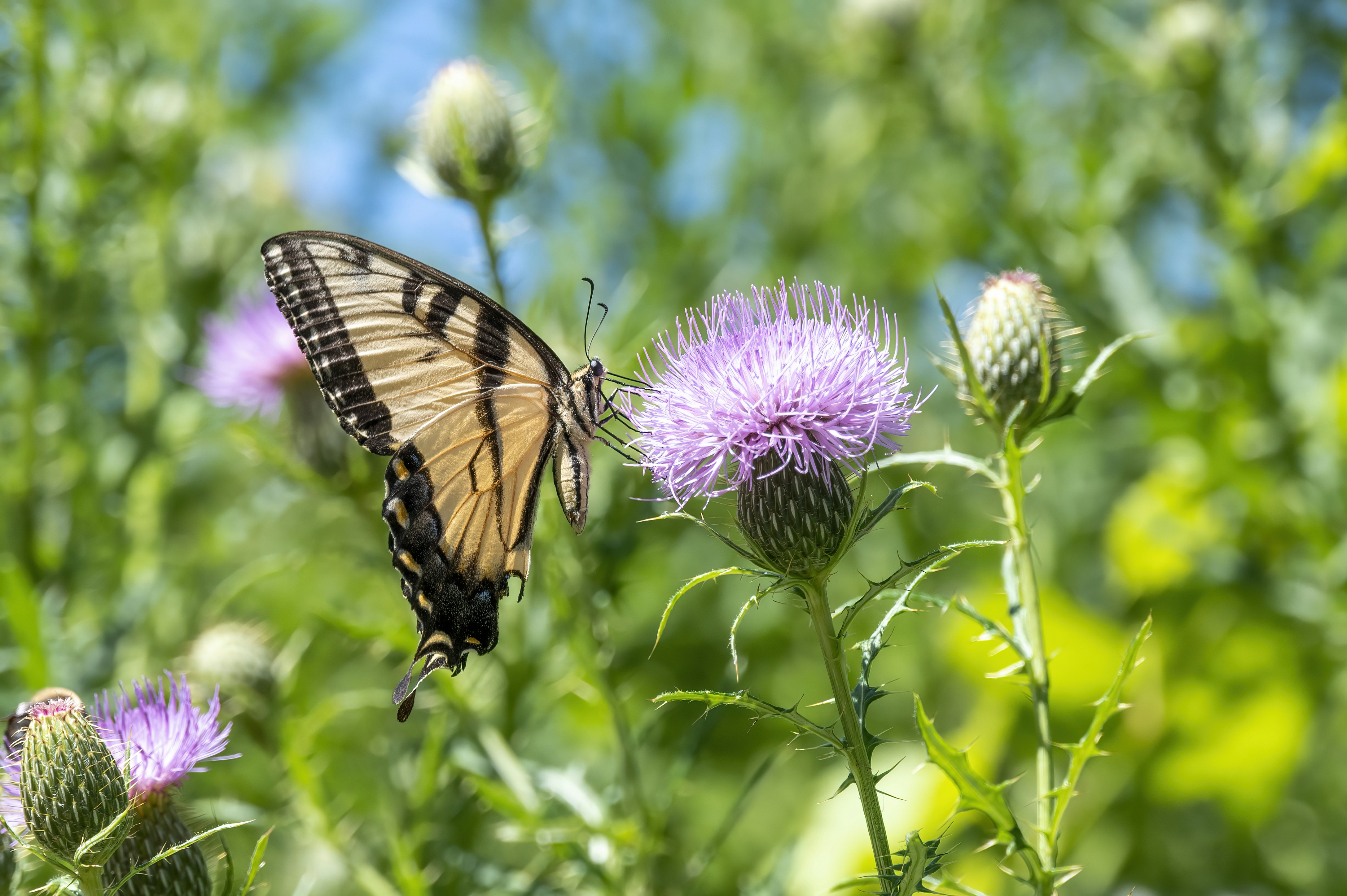 Photo by cholewinski