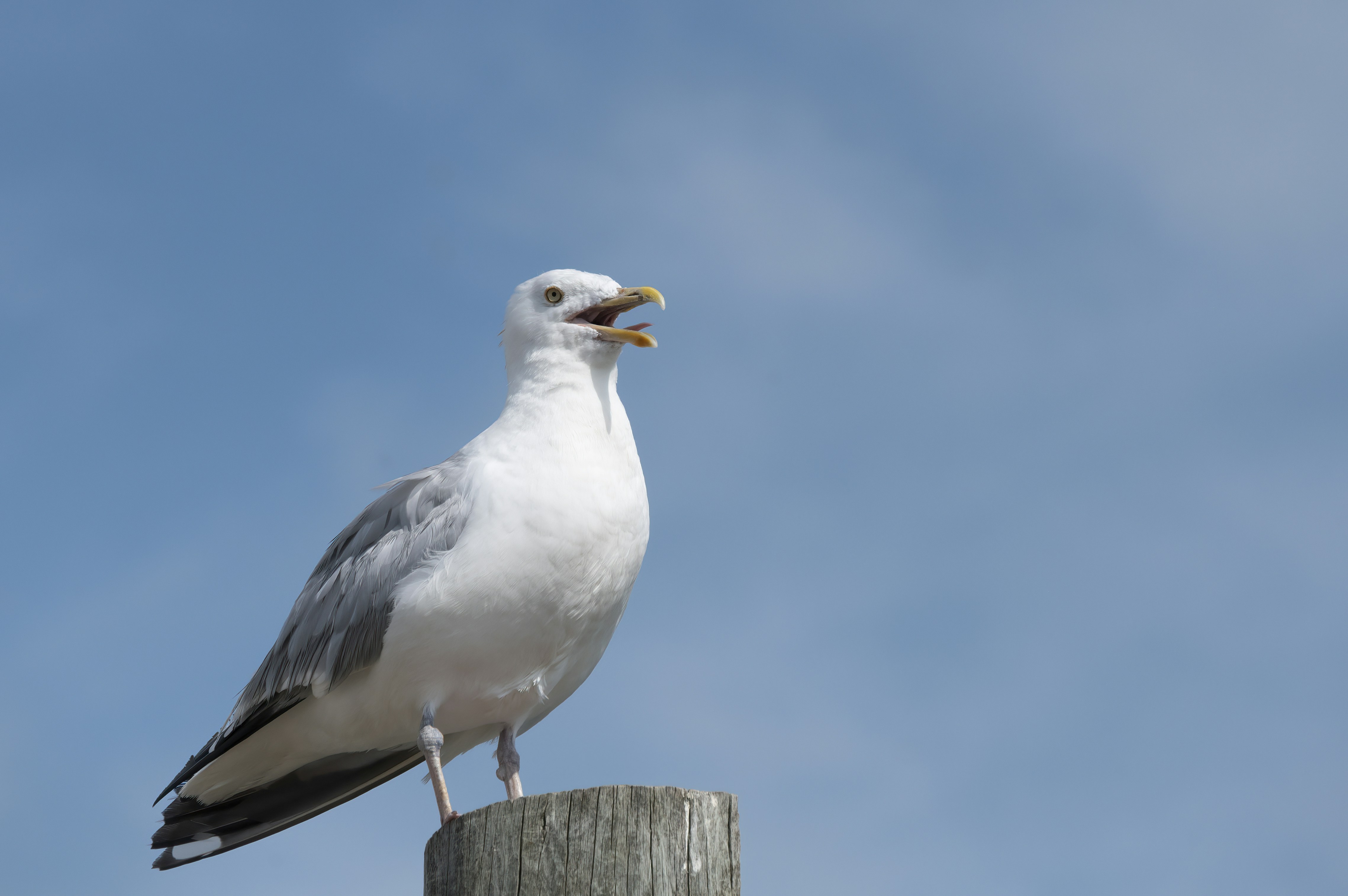 Photo by cholewinski