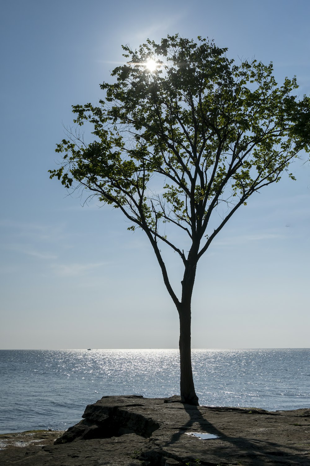 a tree on a beach