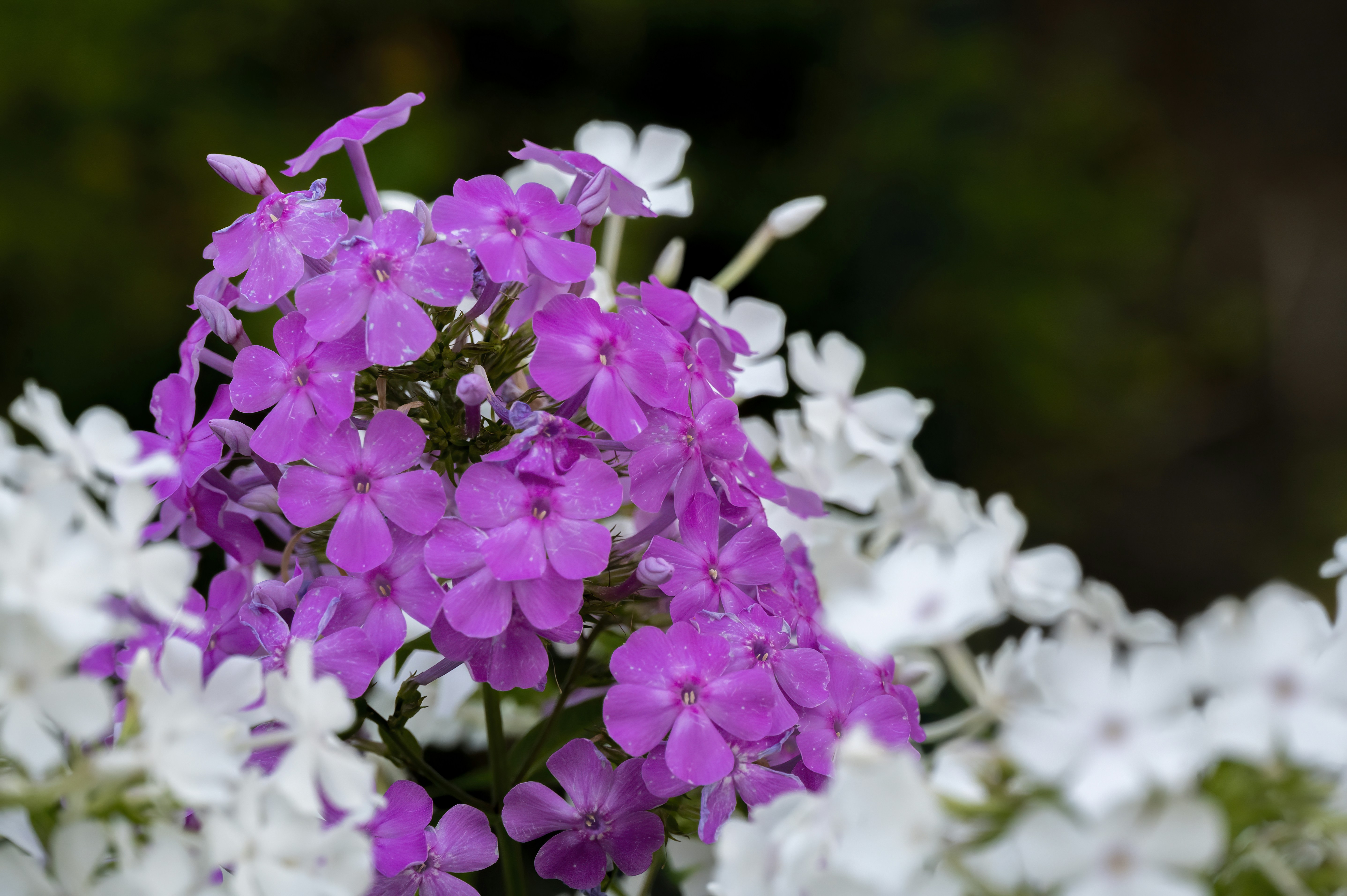 Photo by cholewinski