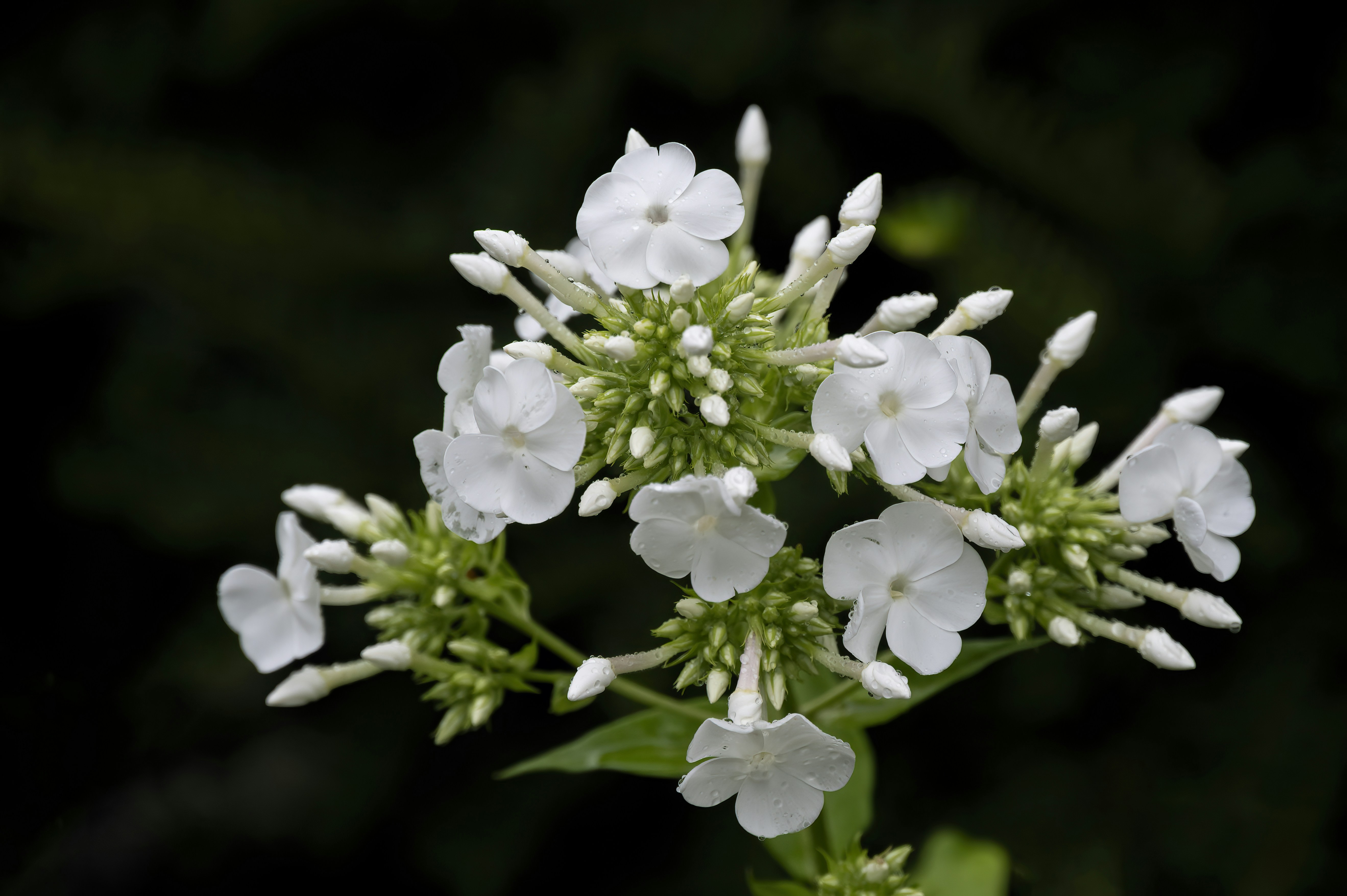 Photo by cholewinski