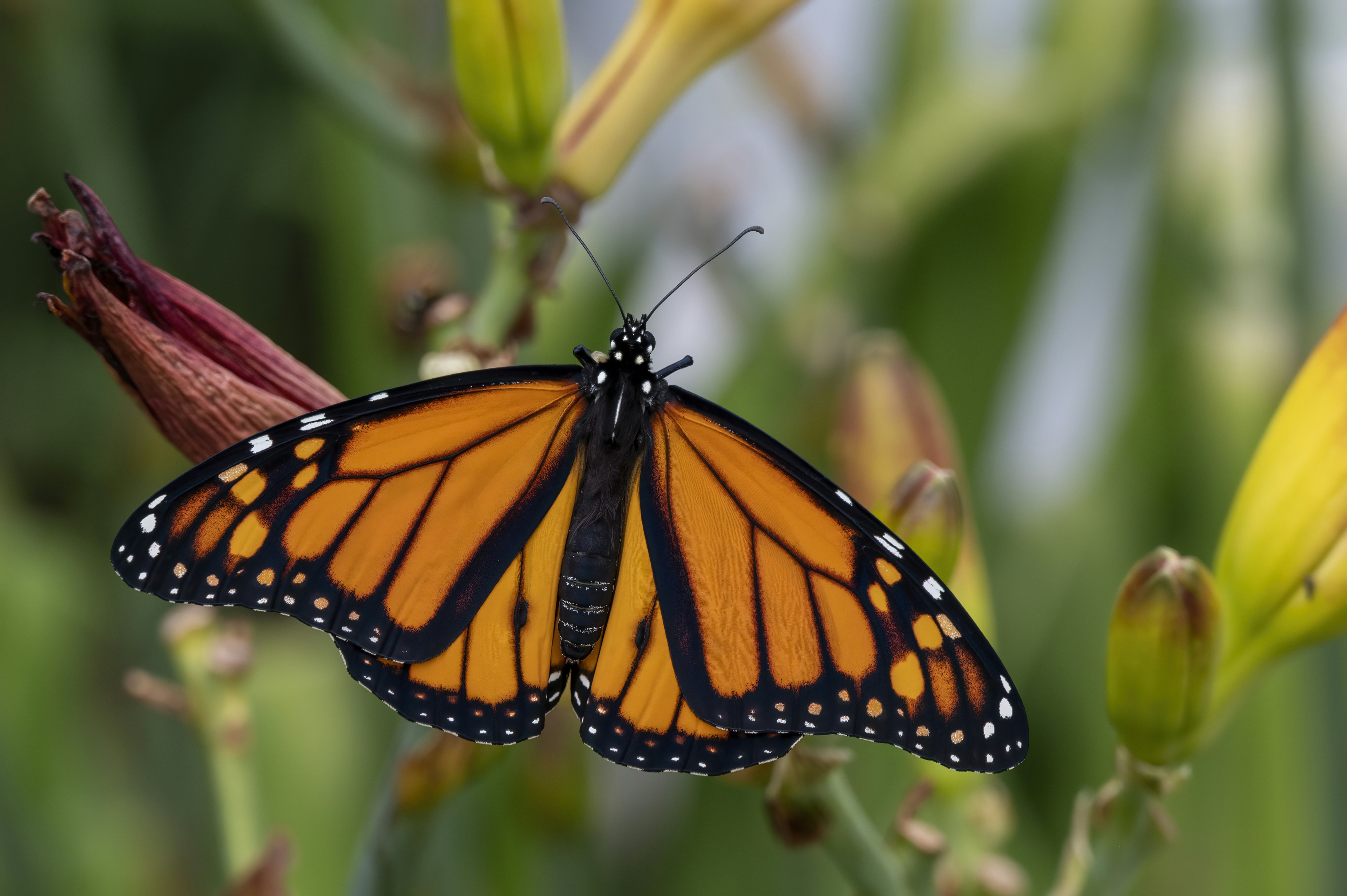 Photo by cholewinski