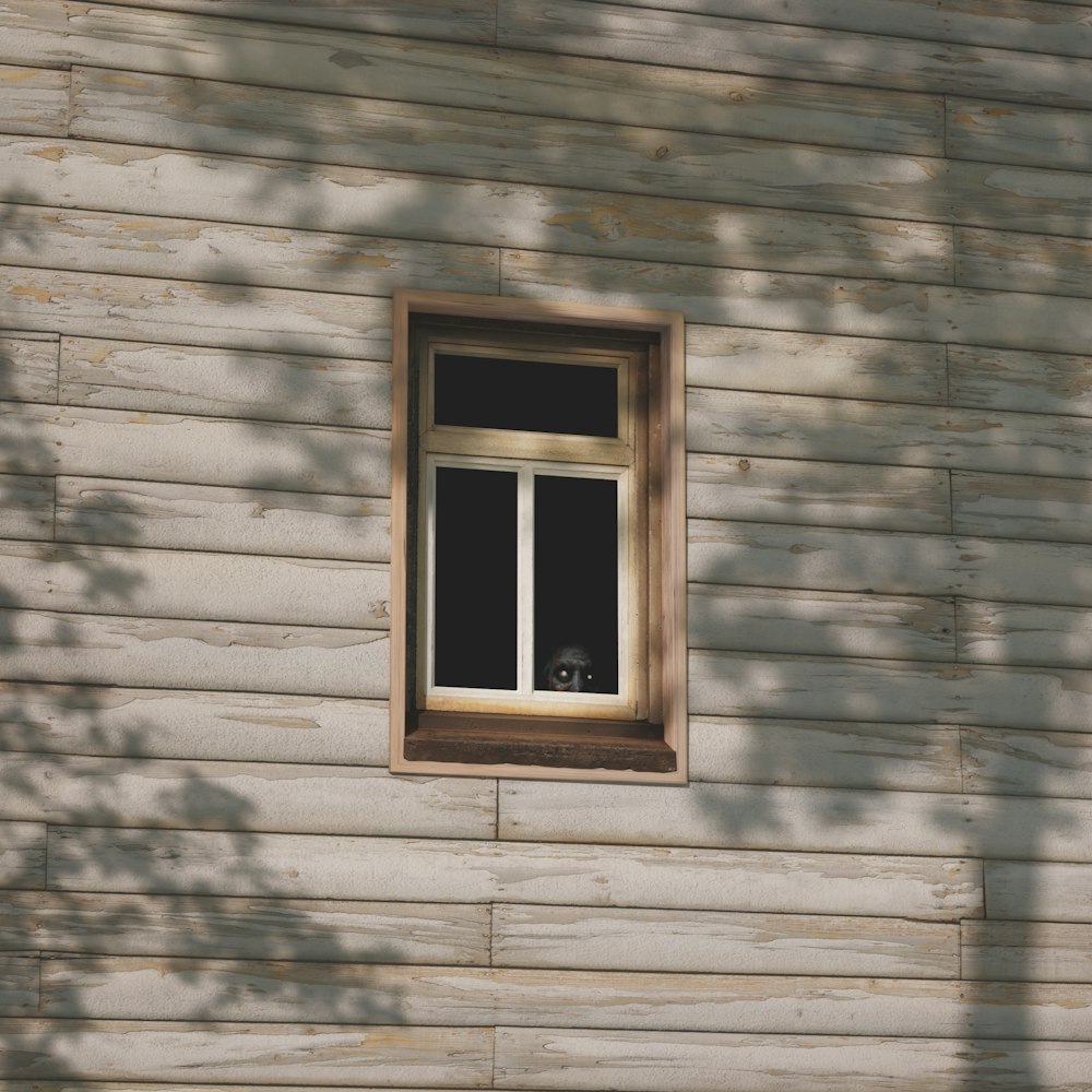 a cat looking out a window