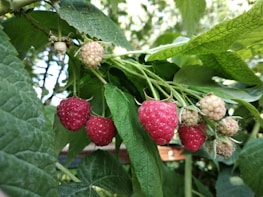 Clusters of ripe and unripe raspberries hang from green branches, surrounded by lush leaves. The raspberries range in color from bright red to pale pink.