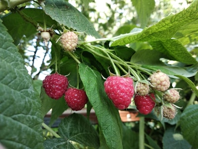 Clusters of ripe raspberries hanging bright red on thorny bushes.