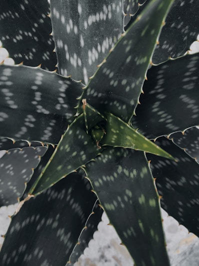 a close up of a leaf