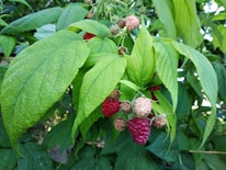 A cluster of ripe and unripe raspberries is hanging among bright green leaves. The raspberries are in varying stages of ripeness, ranging from light pink to deep red. The leaves are large and textured, providing a lush backdrop for the fruit.