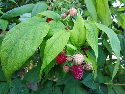 A cluster of ripe and unripe raspberries is hanging among bright green leaves. The raspberries are in varying stages of ripeness, ranging from light pink to deep red. The leaves are large and textured, providing a lush backdrop for the fruit.