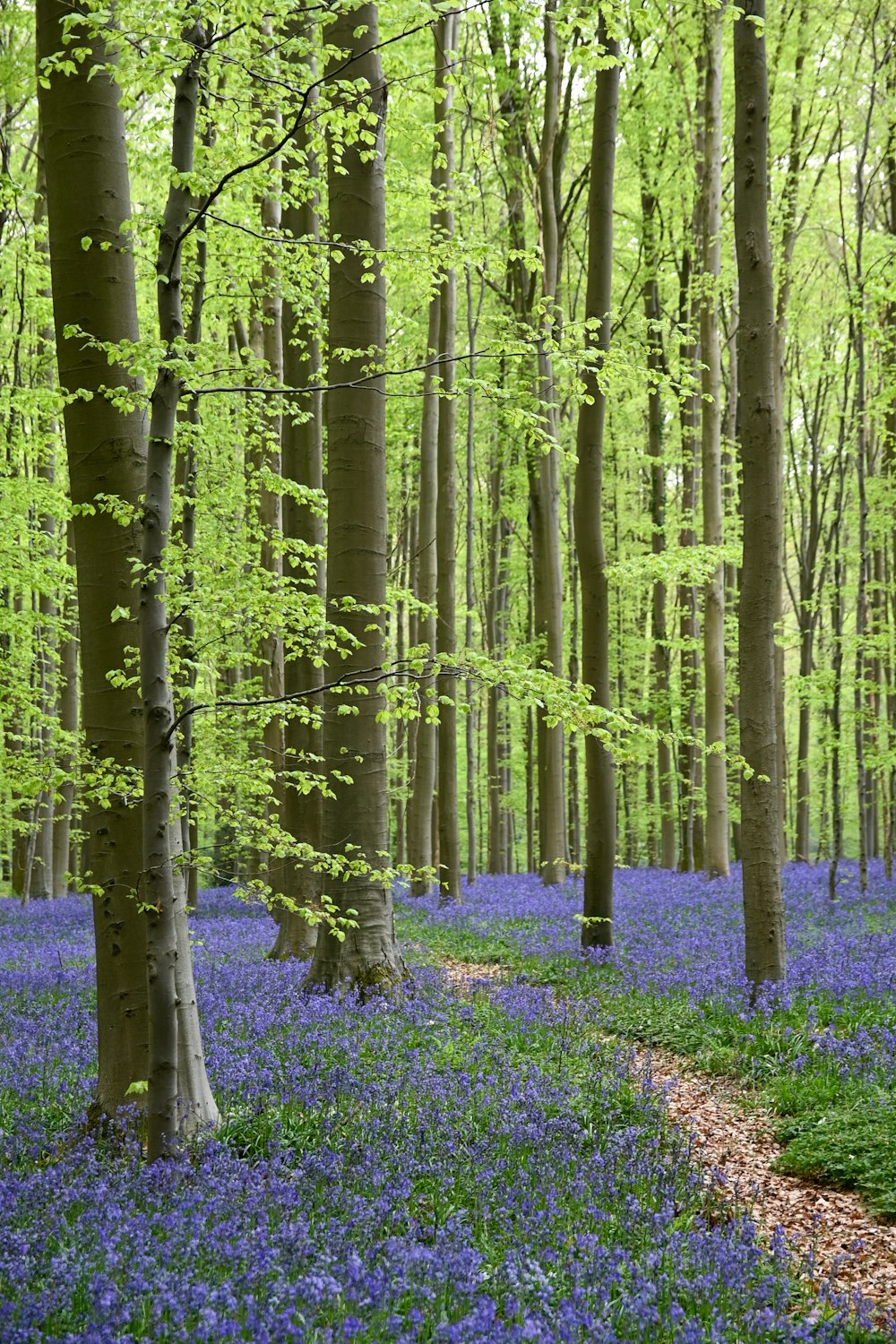 a forest of trees with purple flowers