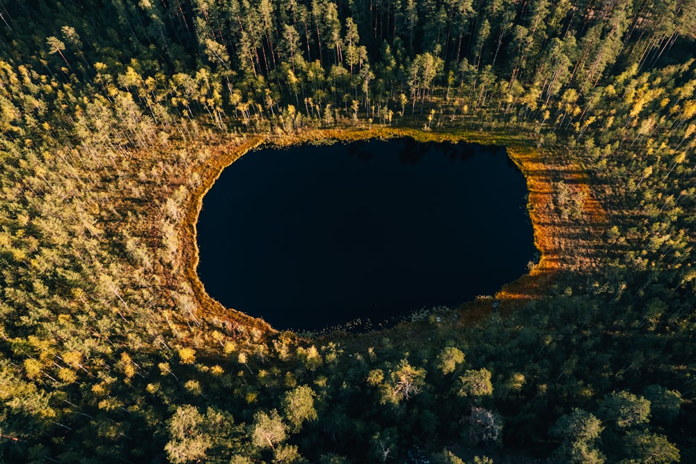 a large rock in the middle of a forest