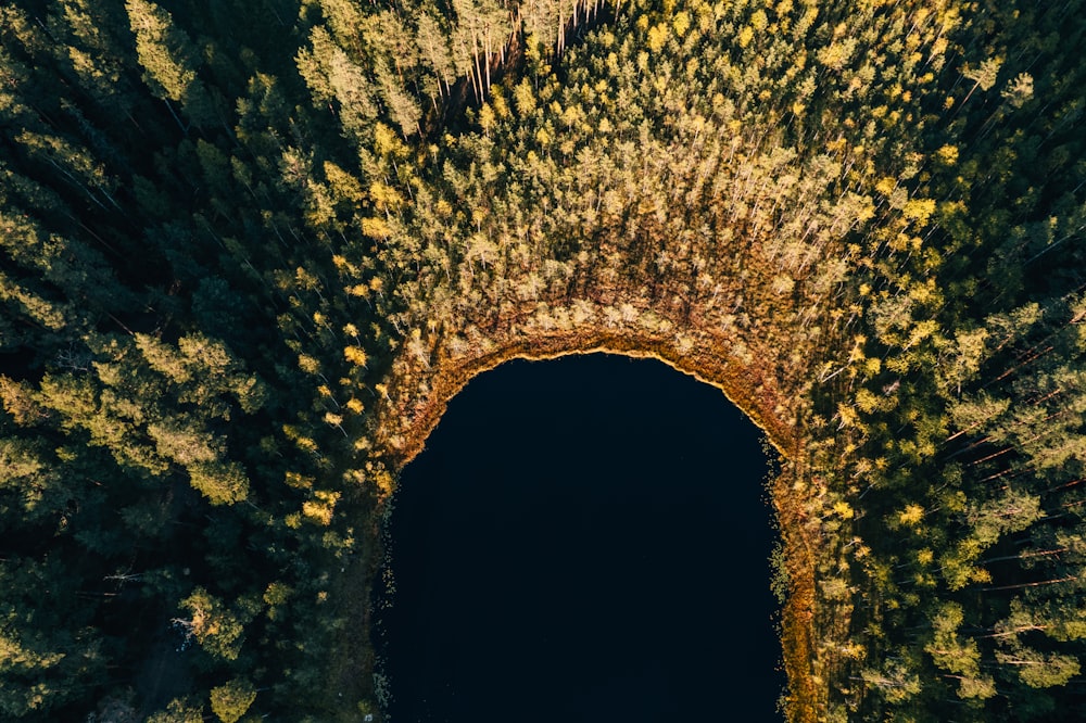 a tunnel in the woods