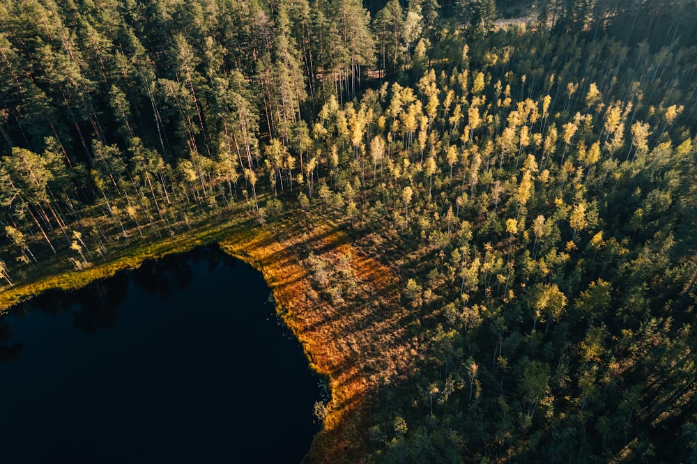 a river surrounded by trees